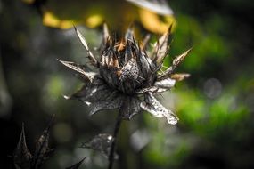 dry plant seed head close up