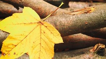 Leaf on the wood