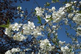 Picture of the beautiful spring trees