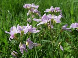 lady's smock cuckooflower