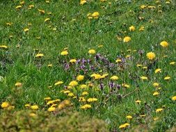 unimaginable meadow flowers