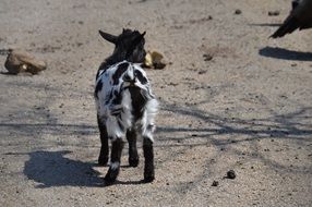 Cute goat with black and white fur