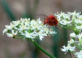 mating of soldier beetles