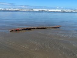 driftwood ocean water