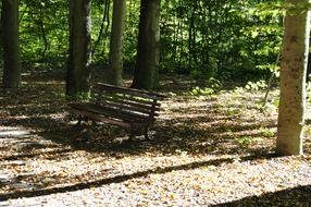 bench in the shade of trees in the park