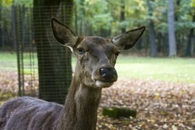 hornless deer in the autumn forest