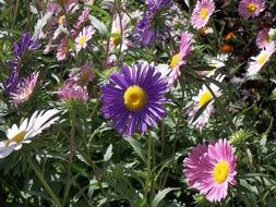 colorful summer flowers in the garden