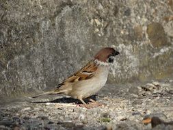 sparrow on the stone