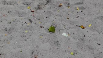 leaves on grey sand