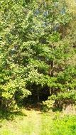 bright green forest grove