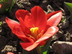 Big red tulip flower