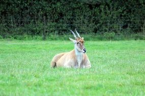 horny animal wildlife portrait