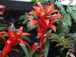 red flowers of the achmea striped close-up