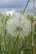 blowball on meadow