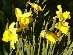 bush of yellow daffodils in a blaze of light