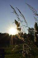 bright sun over the meadow in the evening