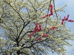 pink and white cherry blossomed tree