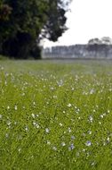 field of wild flowers in the summer