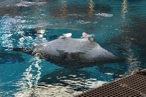 ray manta pool