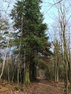 trail in the forest