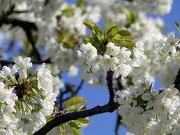 cherry tree in springtime