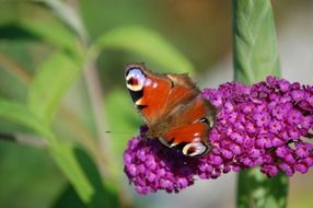 Butterfly on a purple flower on a background of nature