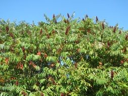 sumac bush on a background of blue sky