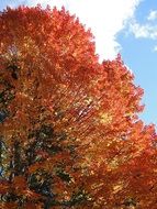 Beautiful foliage in autumn