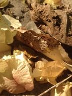 dry dead autumn leaves