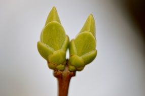 Two green buds of plant