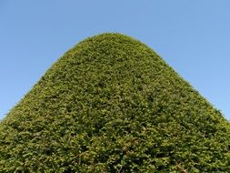 green fir