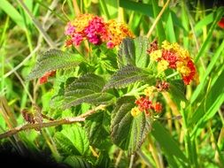 bright lantana flowers