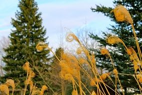 Yellow plants in a forest