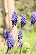 purple grape hyacinth
