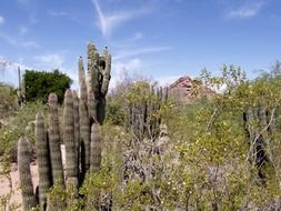 cacti in arizona landscape