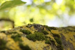 tree bark fly