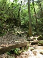 Stone stairs in the forest