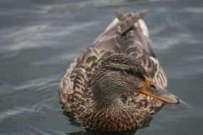 brown duck on a quiet lake