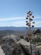 dry plant among the rocks