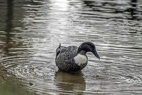 duck with drops of water on the beak in the lake
