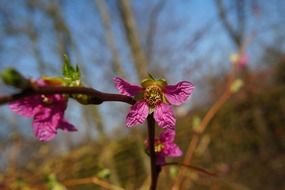 purple bush flowers