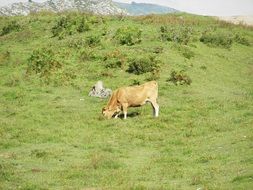 brown cow is grazed on a green meadow