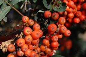 orange autumn berries close up on blurred background