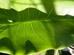 green leaf with lines close up