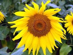 sun flower close-up picture
