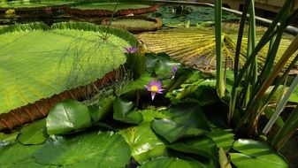 Giant water lily on the pond