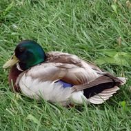 male duck