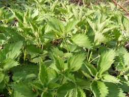 Green stinging nettle plants