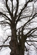 tree branches winter scene