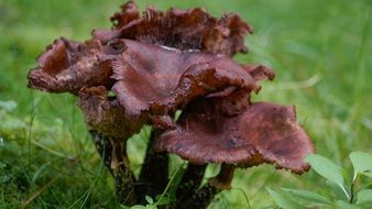 brown fungus in a forest